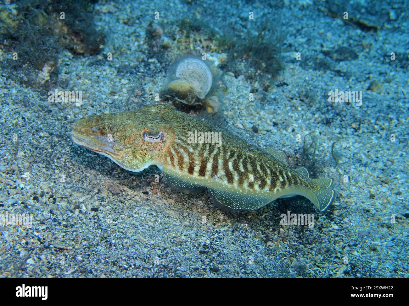 Seiche commune dans la mer Adriatique près de l'île de Hvar Banque D'Images