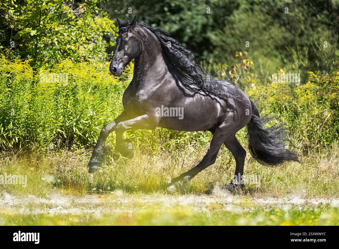 Cheval frison. Étalon galopant sur un chemin. Autriche Banque D'Images
