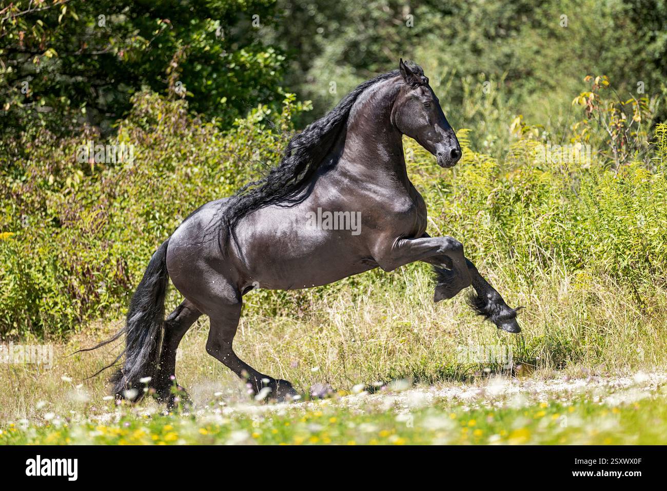 Cheval frison. Étalon galopant sur un chemin. Autriche Banque D'Images