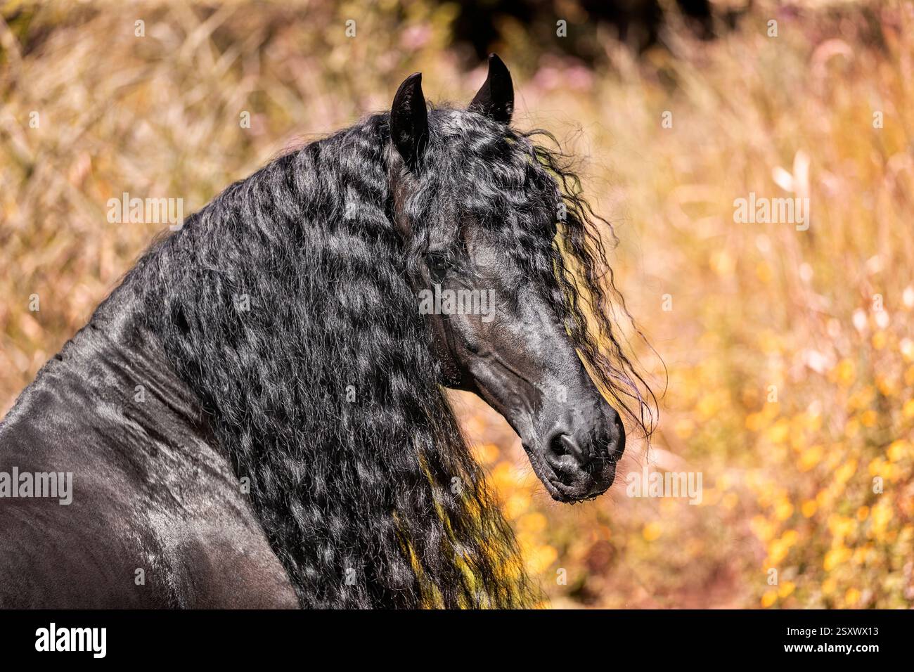 Cheval frison. Portrait d'un étalon en automne. Autriche Banque D'Images