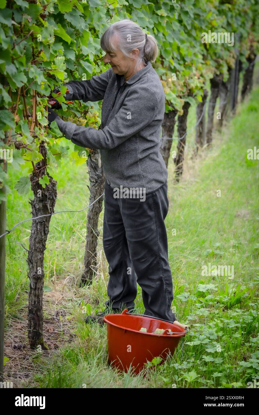 Femme s'occupant de vignes vertes dans la vigne Banque D'Images