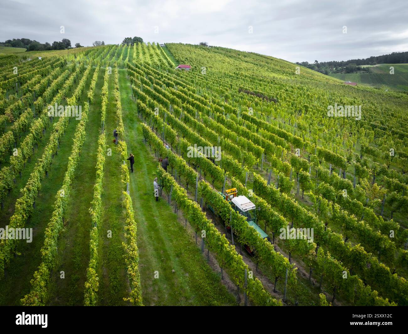 Vue aérienne panoramique des ouvriers qui s'occupent des vignes vertes poussant en rangées sur un vignoble vallonné Banque D'Images