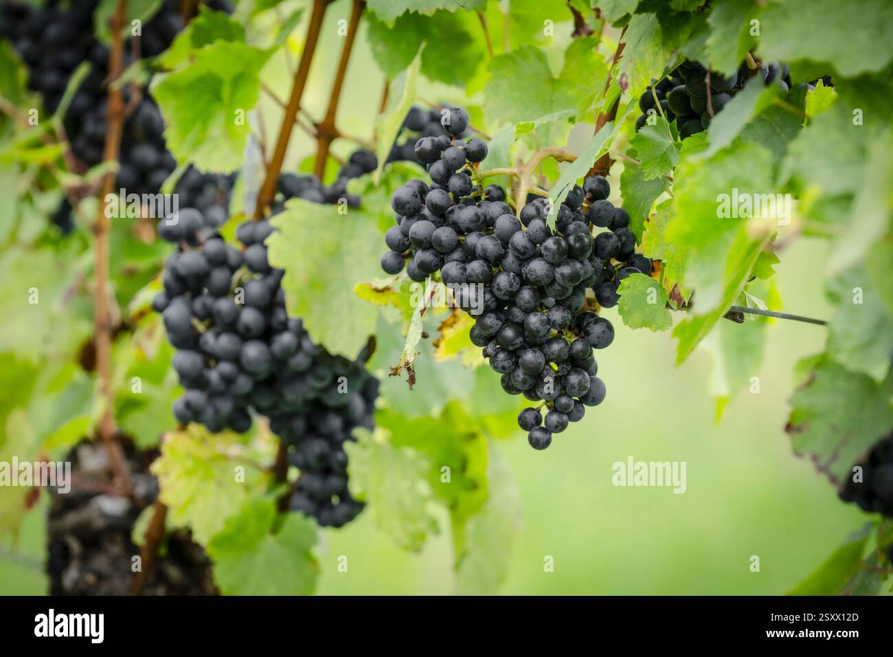 Grappes mûres de raisins bleu foncé suspendues à des vignes vertes de vignobles Banque D'Images