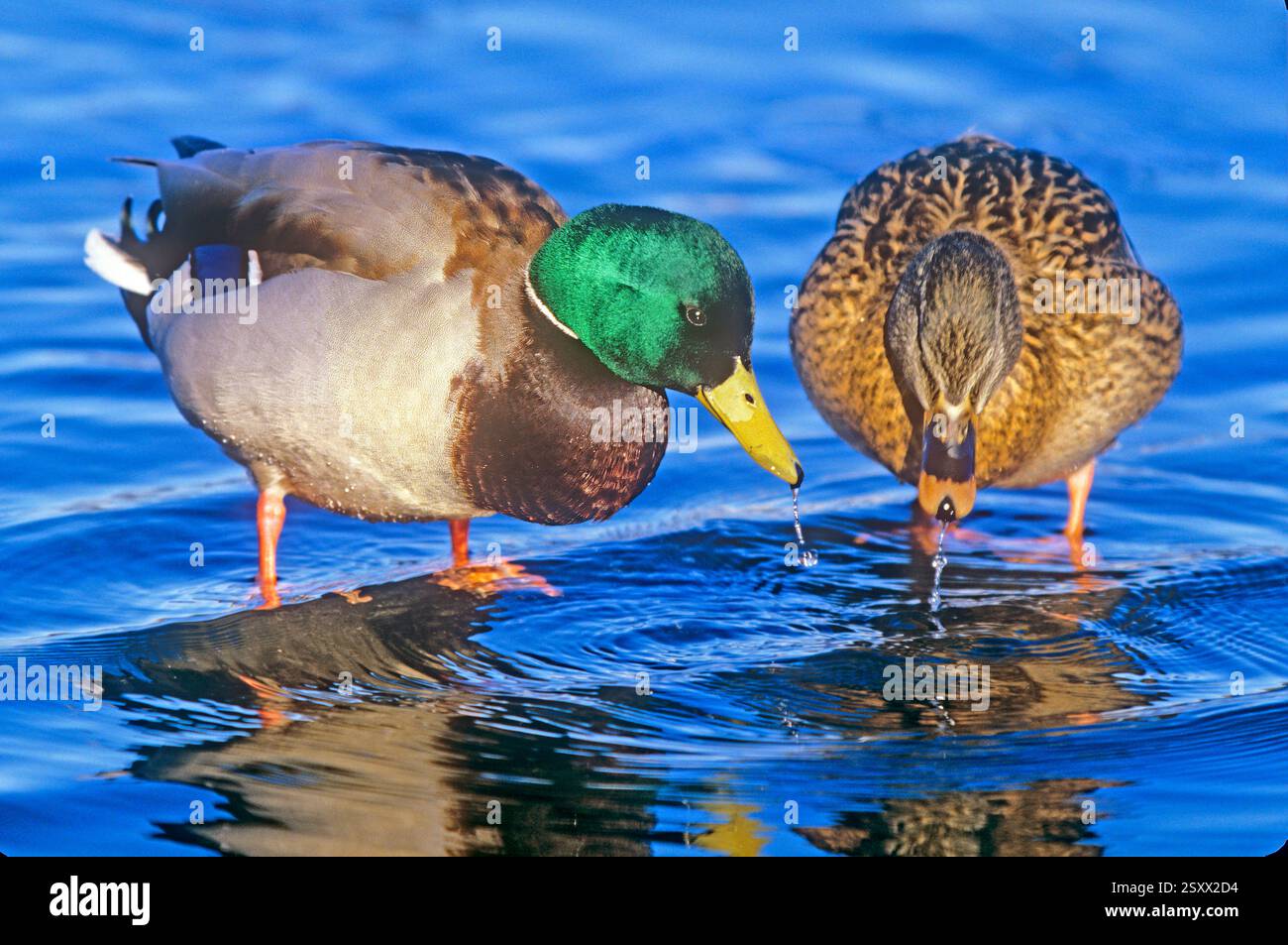 Colvert (Anas platyrhynchos). Couple buveur. Boire peut signifier plus que prendre de l'eau dans les colverts. C'est aussi un geste de paix. Allemagne Banque D'Images
