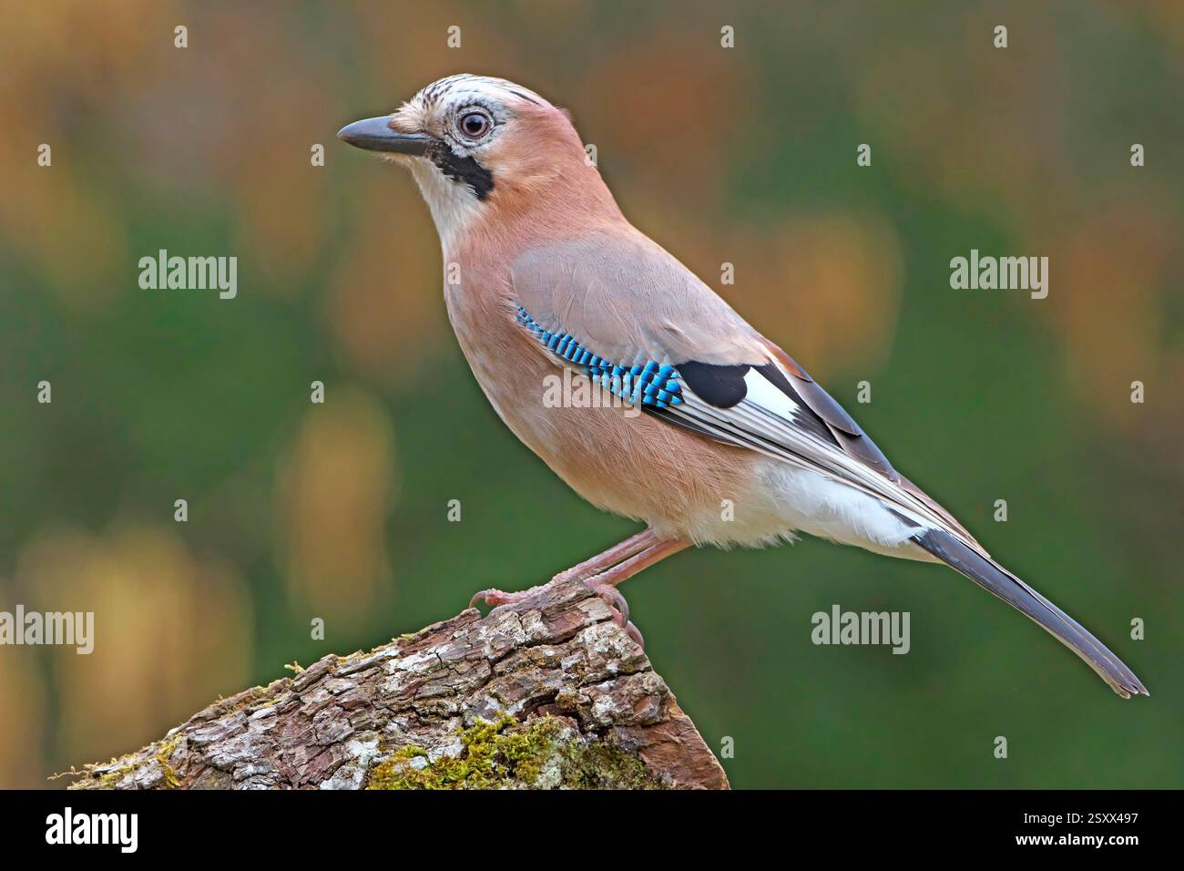 Jay eurasien (Garrulus glandarius). Adulte debout sur une souche d'arbre. Allemagne Banque D'Images