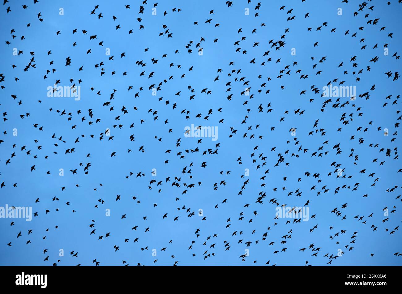 troupeau d'étourneaux volant sur fond de ciel bleu, nord de norfolk, angleterre Banque D'Images