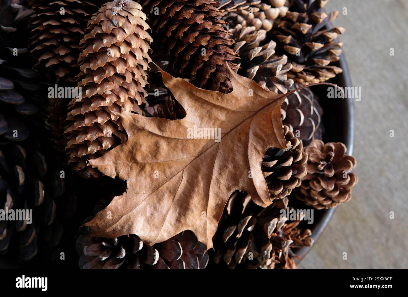 feuille brune sur une sélection de pommes de pin dans un bol Banque D'Images