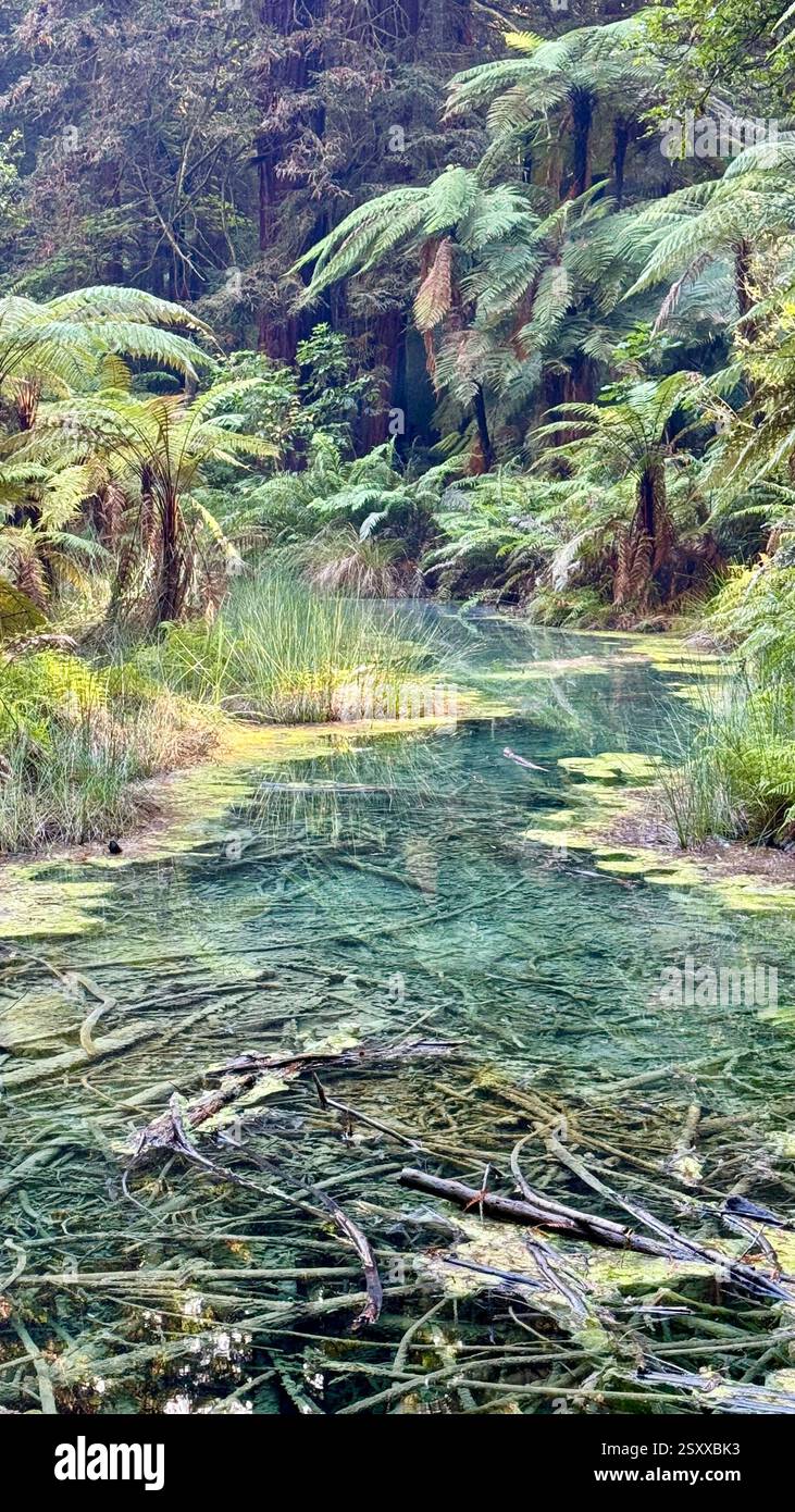 Whakarewarewa Redwood Forest Nouvelle croissance des séquoias de la côte californienne avec un mélange de flore indigène à Rotorua Nouvelle-Zélande. - Image de stock capturée avec un smartphone