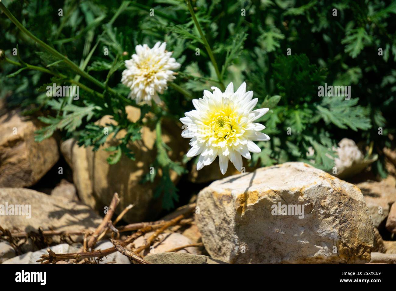 Chrysanthème de fleuriste blanc et jaune à Isla del sol Lac Titicaca Bolivie vibrante floraison de chrysanthème morifolium Banque D'Images