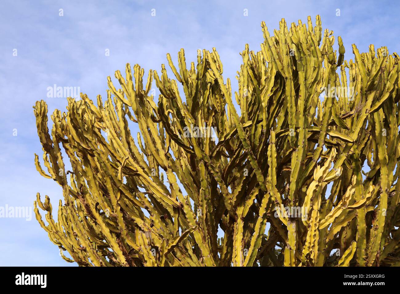 Euphorbia murielii alias Euphorbia candelabrum ou arbre candélabre. Faites pousser des espèces de plantes succulentes dans un jardin à Fuerteventura, îles Canaries en Espagne. Banque D'Images