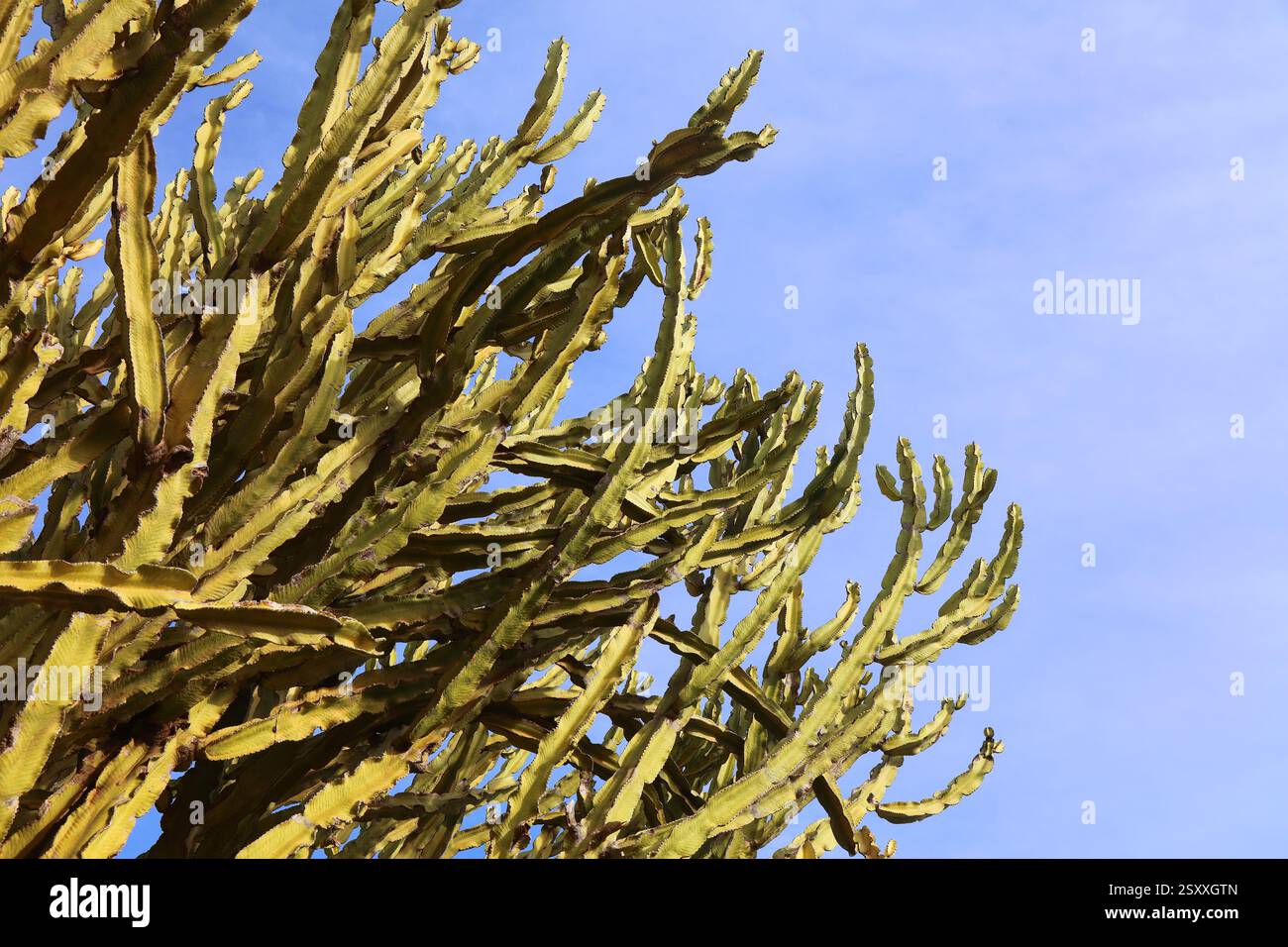 Euphorbia murielii alias Euphorbia candelabrum ou arbre candélabre. Faites pousser des espèces de plantes succulentes dans un jardin à Fuerteventura, îles Canaries en Espagne. Banque D'Images