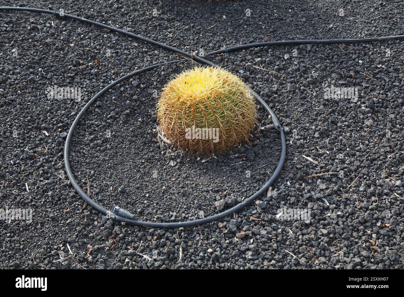 Tuyaux d'irrigation en plastique dans un jardin de cactus à Fuerteventura, îles Canaries en Espagne. Banque D'Images