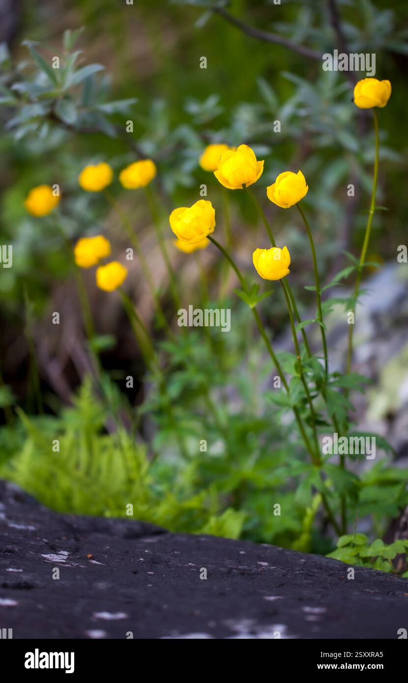 Floraison de globeflower Banque D'Images