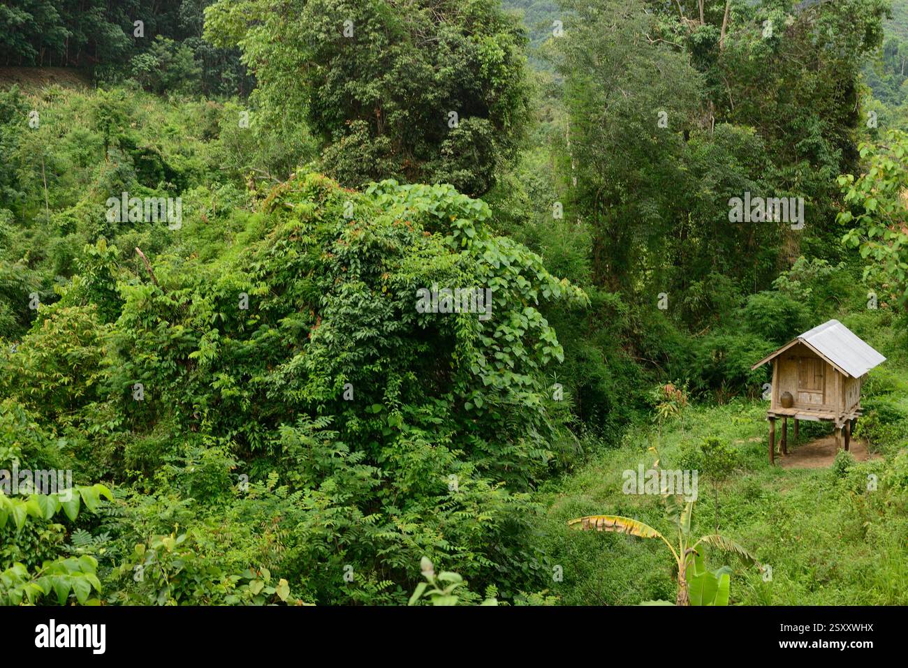 Ban Pak Nam Leuang. Petit village près de Luang Namtha au nord de Lao Banque D'Images
