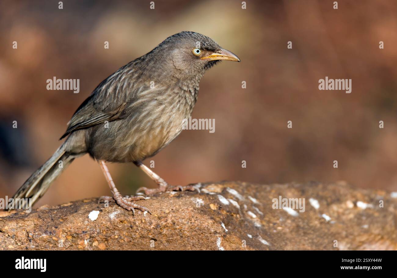 Jungle Babbler (Turdoides striata) de Tadoba NP, Inde. Banque D'Images