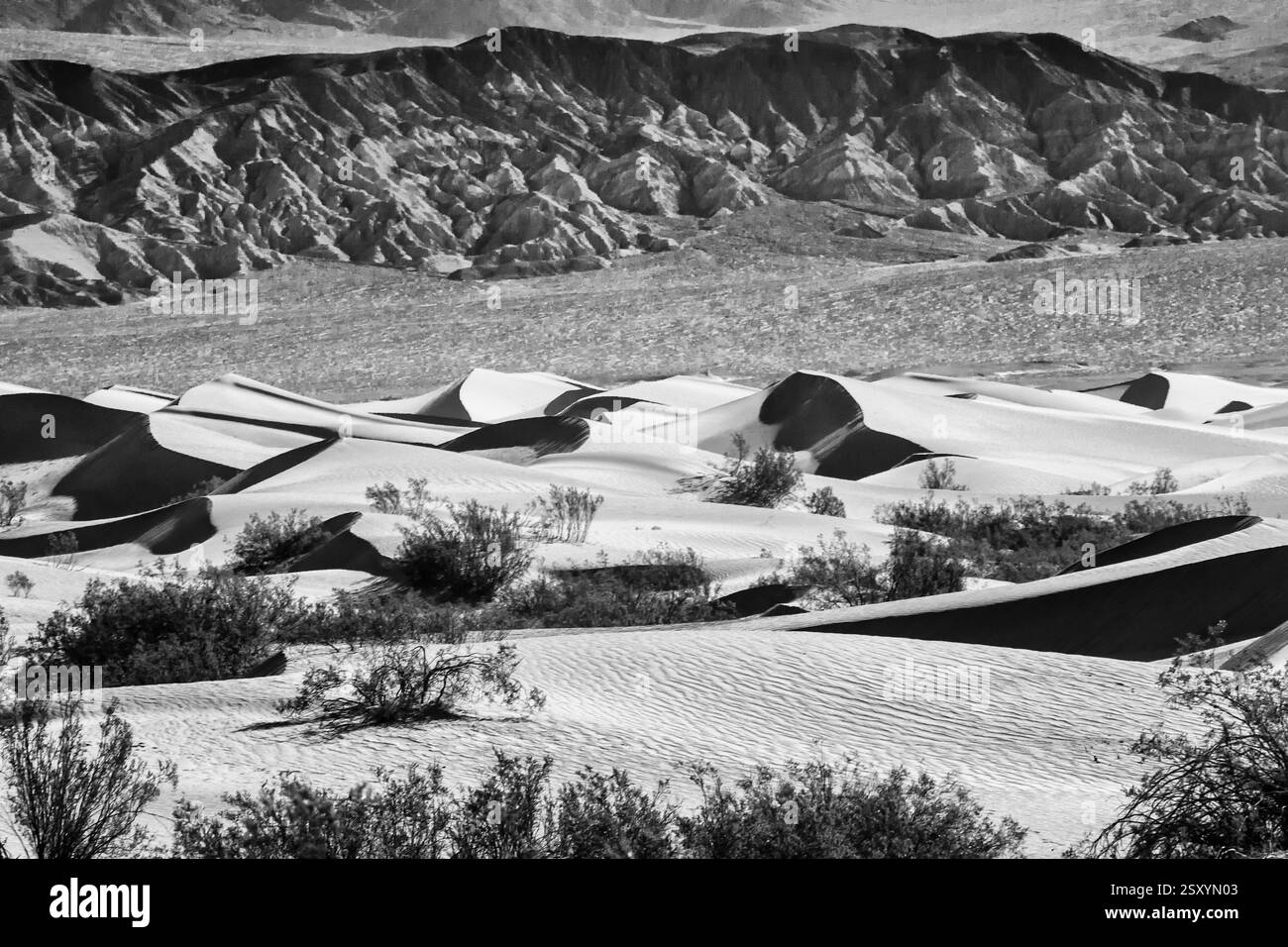Paysage désertique avec des dunes de sable et un arbre. Les dunes sont petites et dispersées dans toute la région Banque D'Images