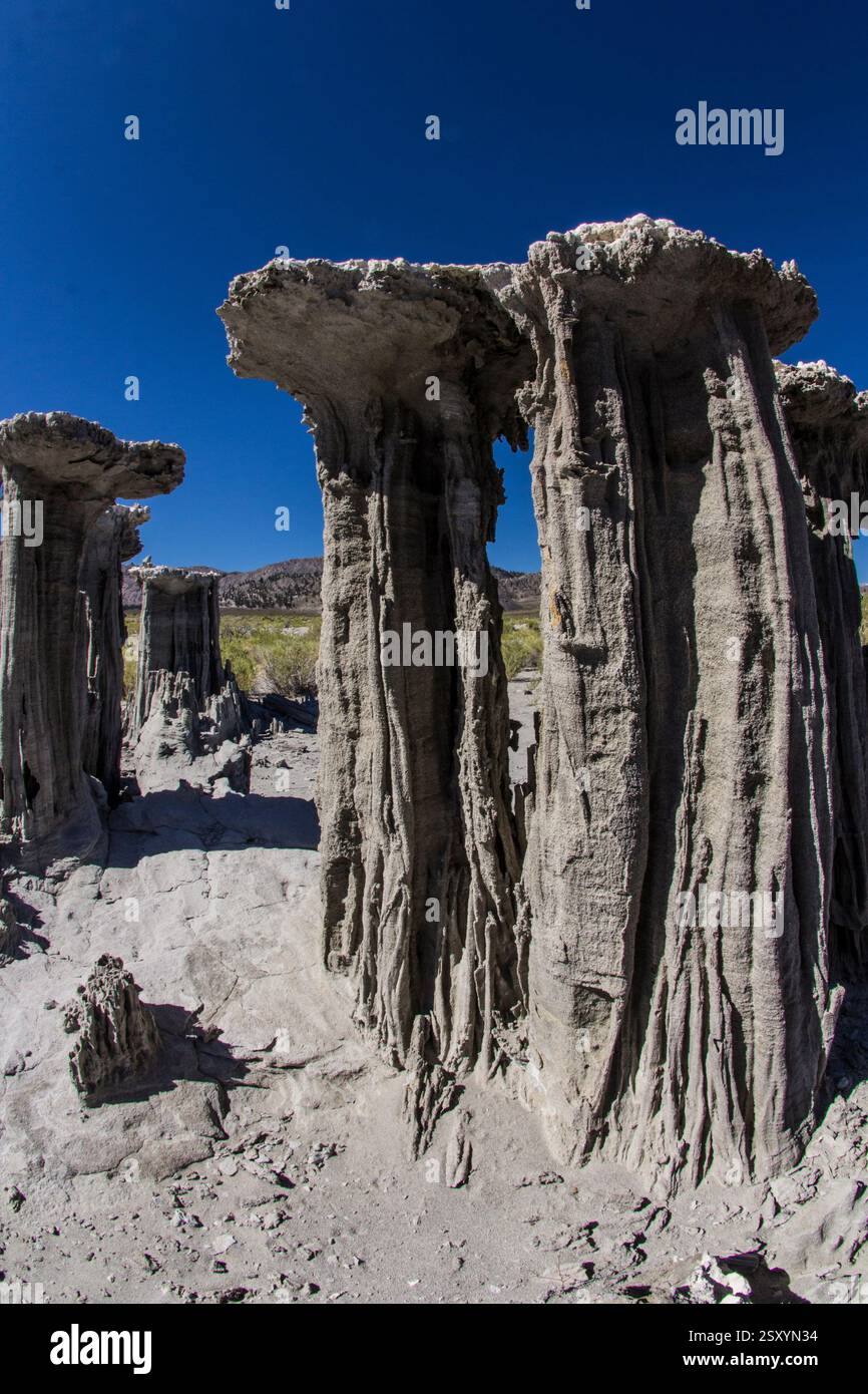 Groupe de grands arbres tordus avec un ciel bleu en arrière-plan. Les arbres sont recouverts d'une substance blanche Banque D'Images