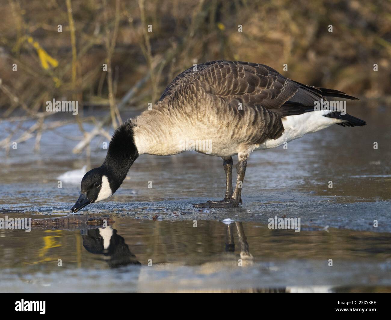 Oie du Canada (Branta canadensis), sur un lac gelé, buvant dans une flaque d'eau, Hesse, Allemagne, Europe Banque D'Images
