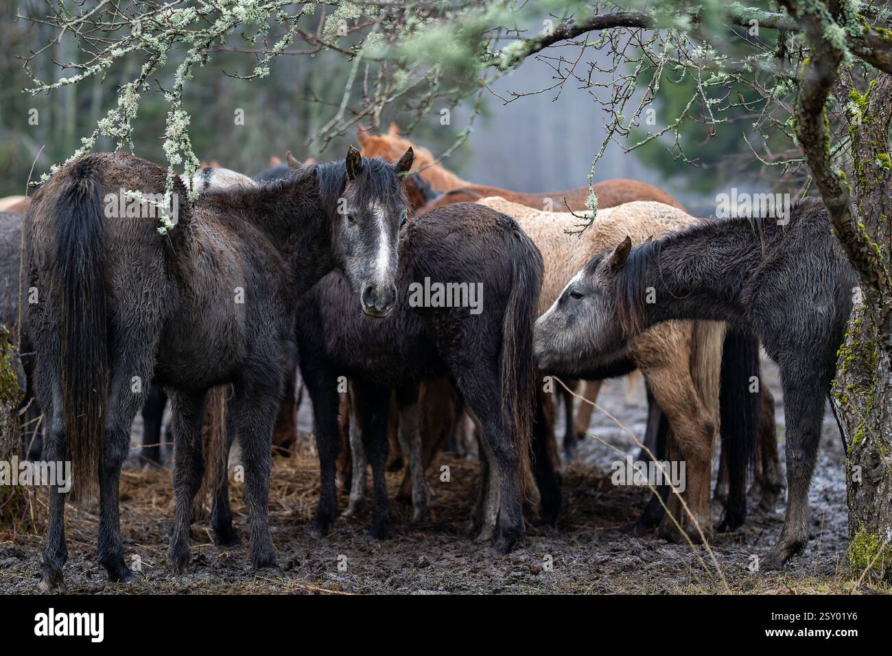 Chevaux dans le verger de pommiers. Scellez les chevaux bruns au premier plan. Chevaux estoniens indigènes (estonien Klepper) dans le verger de pommiers. Jour d'hiver nuageux. Banque D'Images