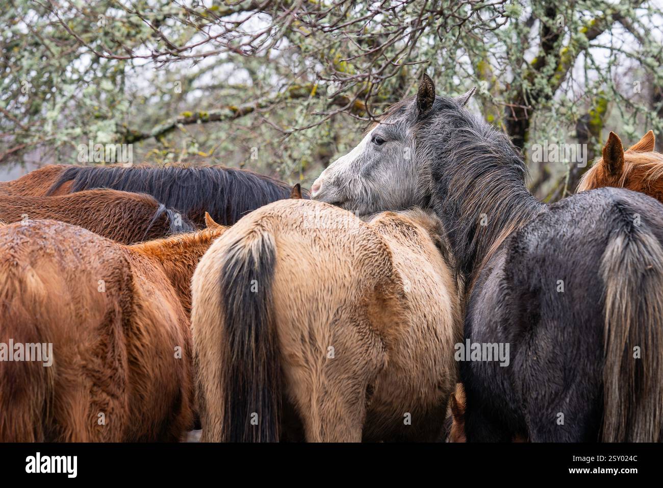Chevaux dans le verger de pommiers. Cheval gris au premier plan. Chevaux estoniens indigènes (estonien Klepper) dans le verger de pommiers. Jour d'hiver nuageux. Banque D'Images
