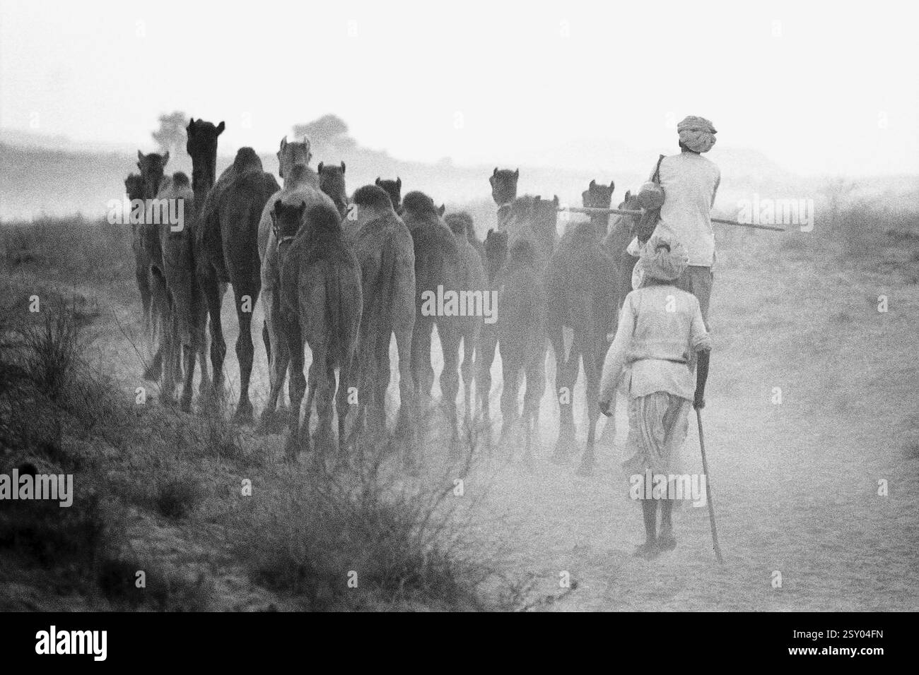 Troupeau de chameaux d'Asie Inde Rajasthan Pushkar Foire 1976 Banque D'Images