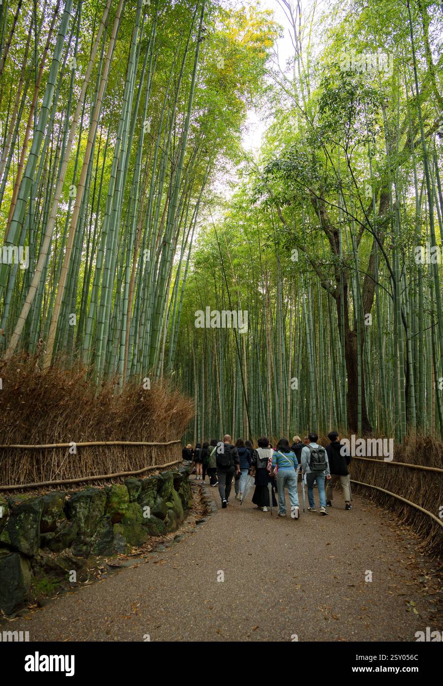 Touristes à la forêt de bambous de renommée mondiale au parc Arashiyama dans le district de Sagano, Kyoto, Japon. Banque D'Images