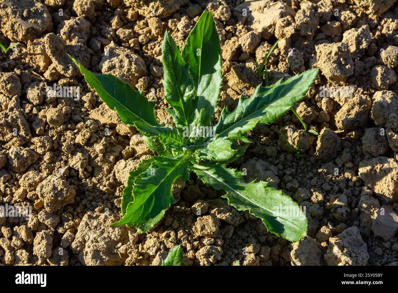 Rosette de jeunes feuilles vertes de chardon du Canada, également de chardon rampant ou de terrain, Cirsium arvense, poussant dans un lit de fleurs. Mauvaises herbes envahissantes. Gros plan sur Banque D'Images