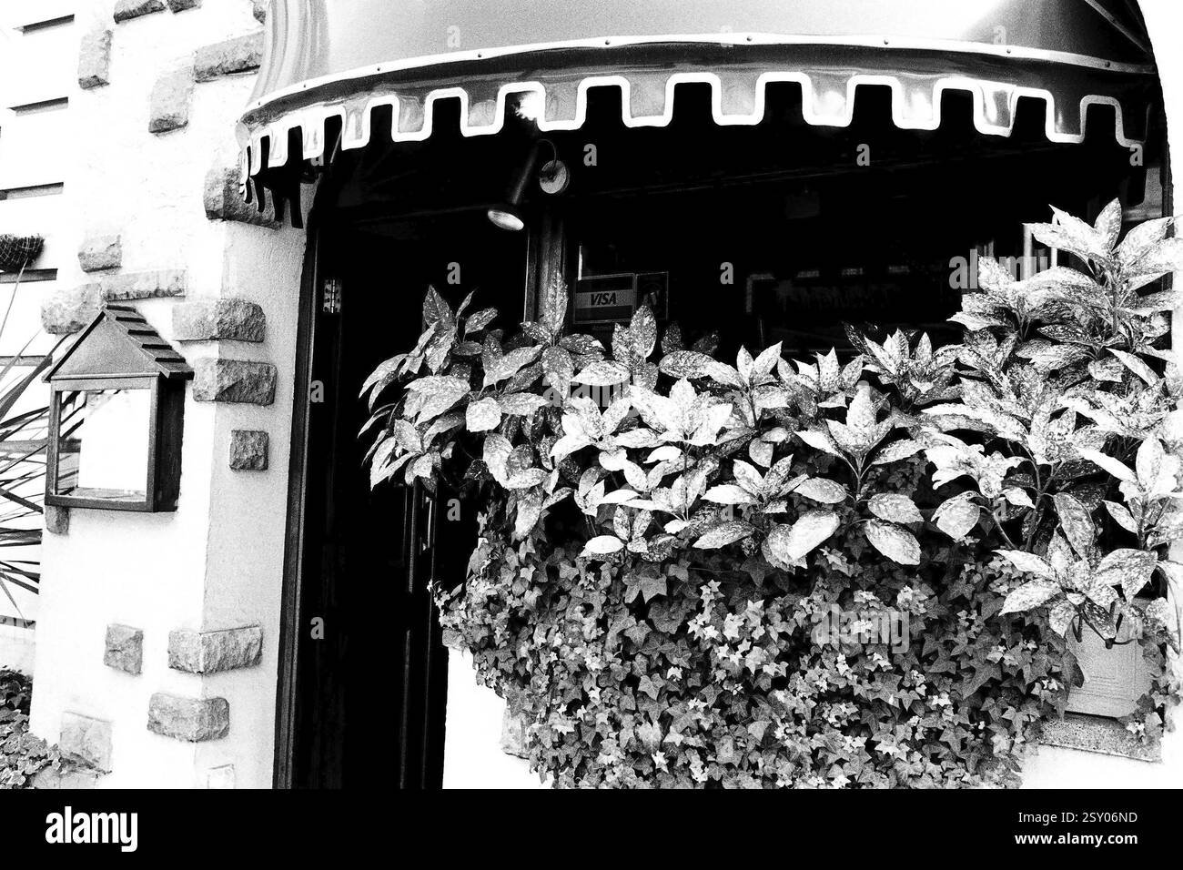 Voir la verrière avant et les feuilles Londres Angleterre Royaume-Uni UK 1986 Banque D'Images