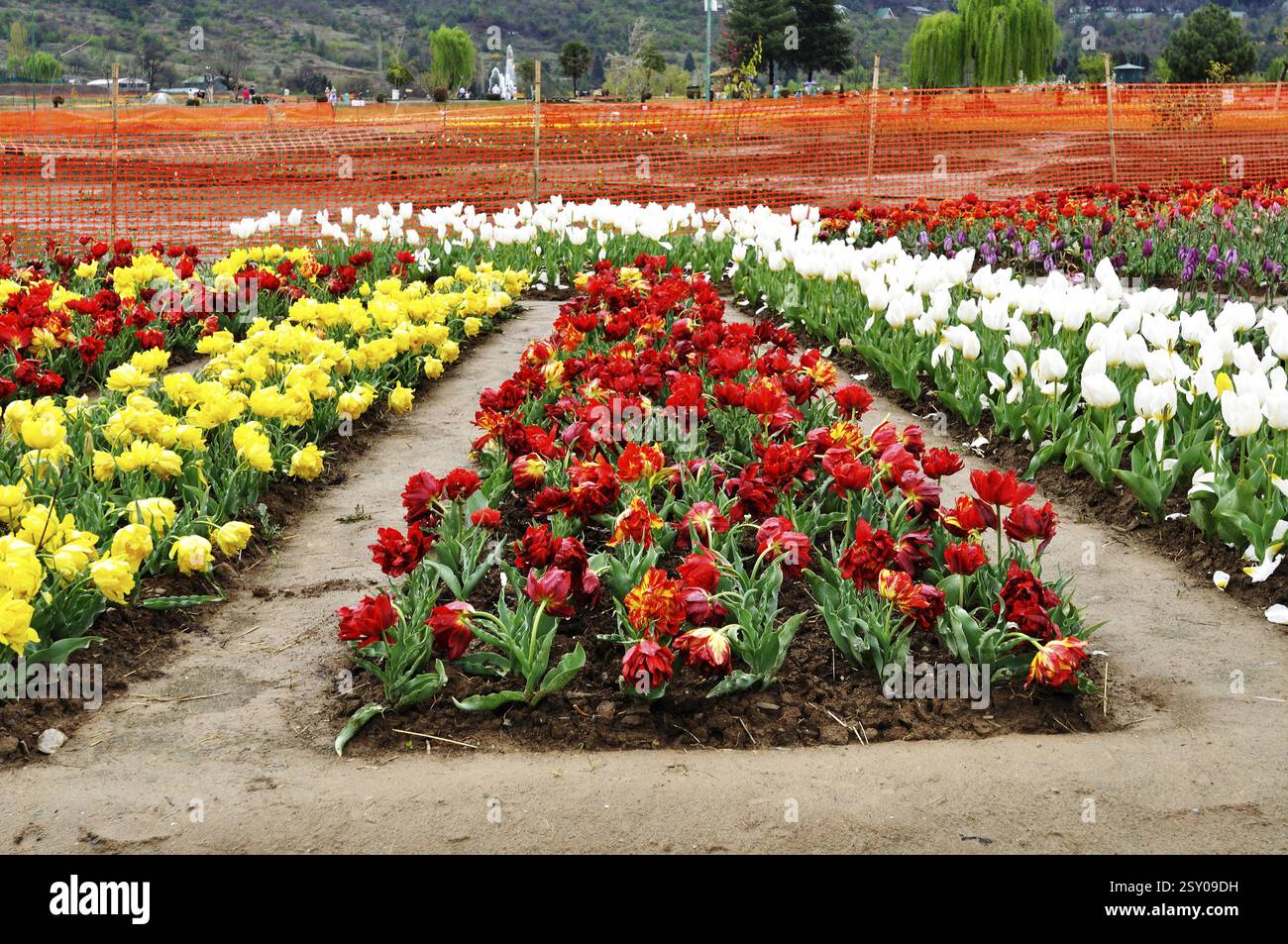 Indira gandhi mémorial jardin de tulipes Srinagar Kashmir Inde Asie Banque D'Images