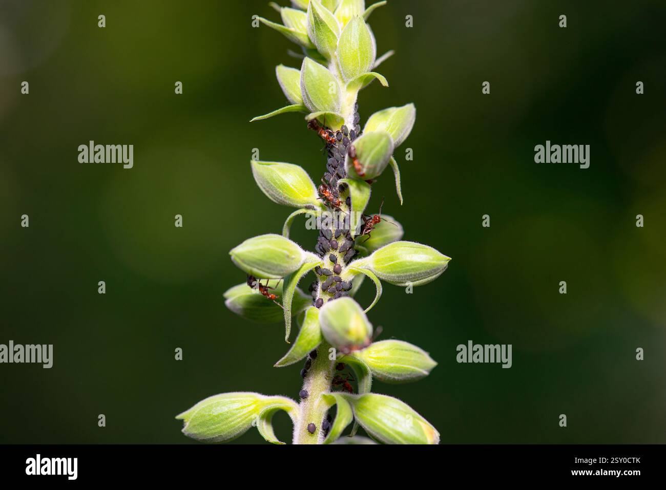Pucerons et fourmis sur une plante, sève les insectes suceurs, Aphidoidea, greenfly ou mouche noire, peste d'insectes dans le jardin Banque D'Images