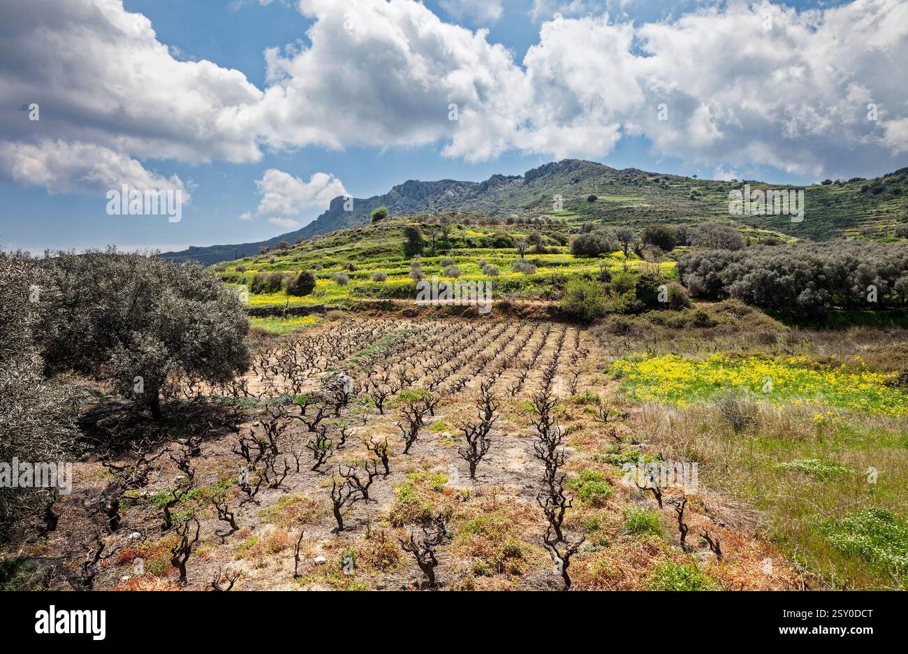 Une scène agricole animée avec des vignes en terrasses et des oliviers sous un ciel pittoresque, mettant en valeur la beauté de la campagne méditerranéenne. Banque D'Images