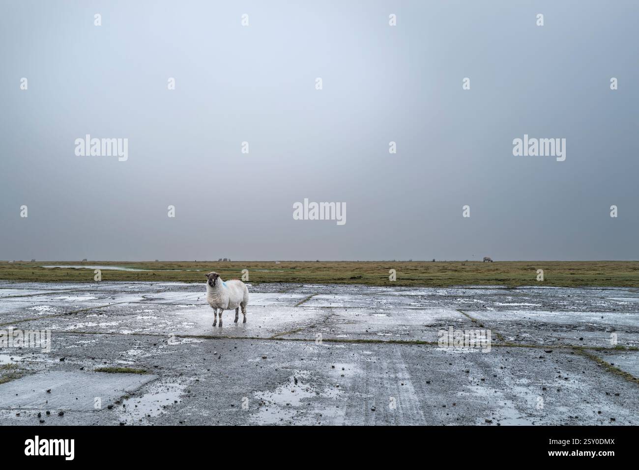 Un mouton solitaire debout sur une piste à l'aérodrome historique abandonné de Davidstow Moor sur Bodmin Moor en Cornouailles au Royaume-Uni. Banque D'Images Un mouton solitaire debout sur une piste à l'aérodrome historique abandonné de Davidstow Moor sur Bodmin Moor en Cornouailles au Royaume-Uni. Banque D'Images