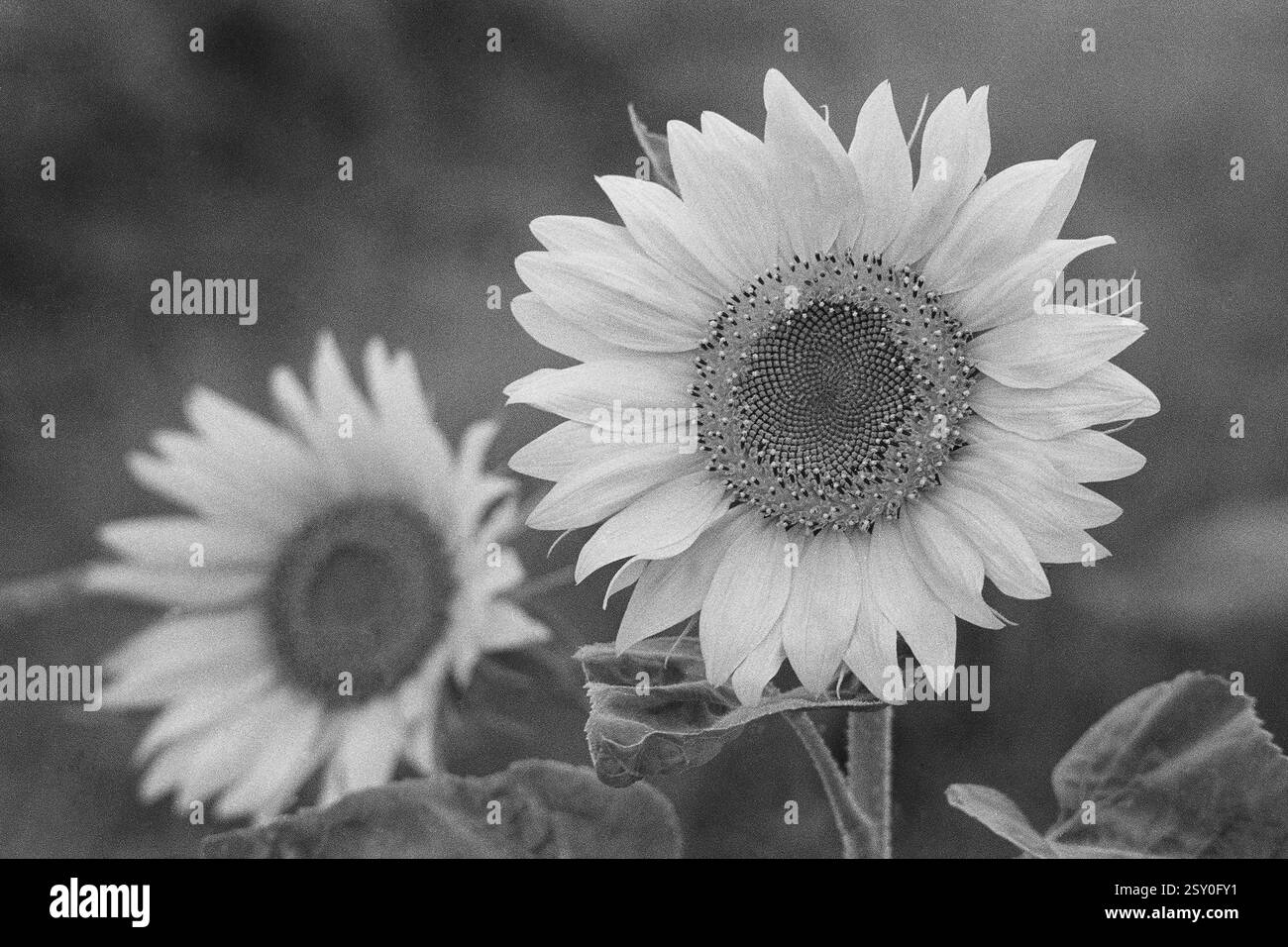 Champ de tournesol, près de Pune Maharashtra Inde Asie 1978 Banque D'Images