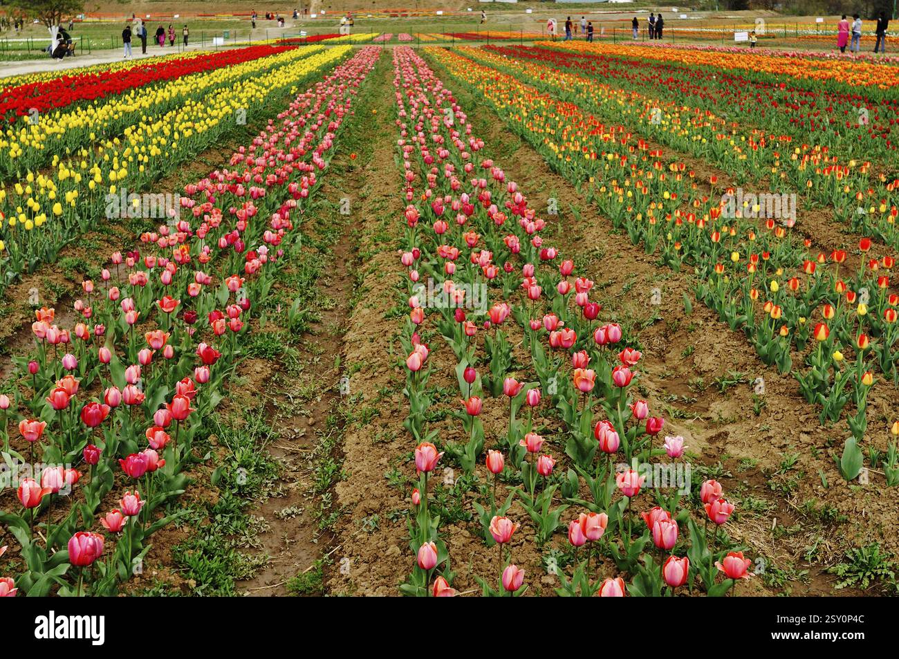 Indira Gandhi Memorial Tulip Gardens srinagar, Jammu-et-Cachemire Inde Asie Banque D'Images