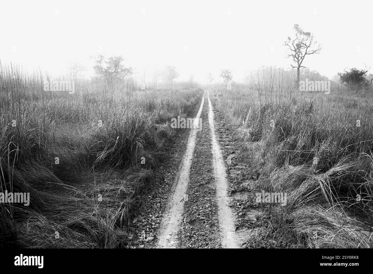 Route de terre à travers les prairies dans le parc national de Dudhwa Uttar Pradesh Inde Asie 1990 Banque D'Images