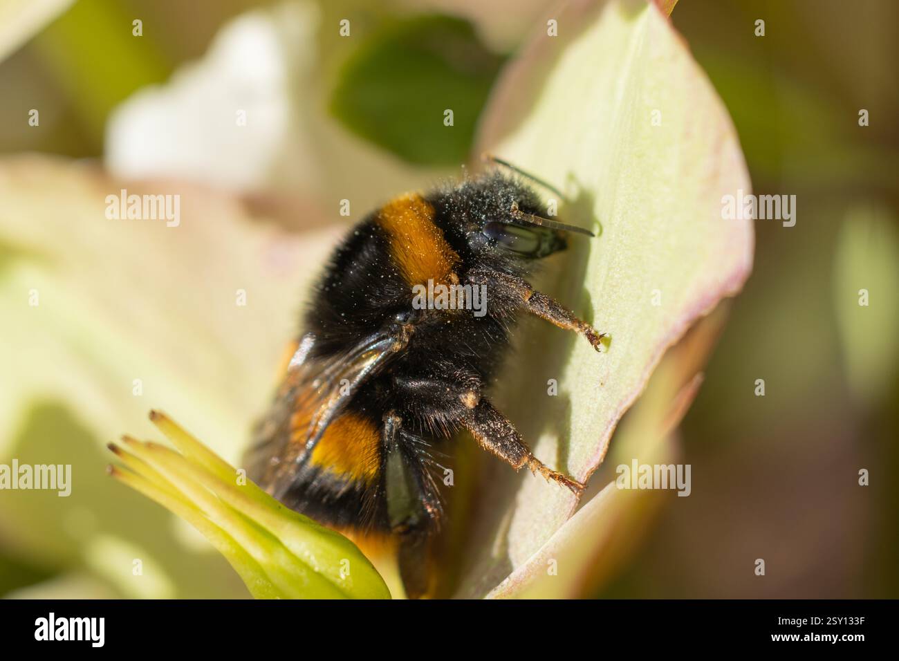 Bumblebee à queue de Buff reine se réchauffant sur la fleur d'hellebore Banque D'Images