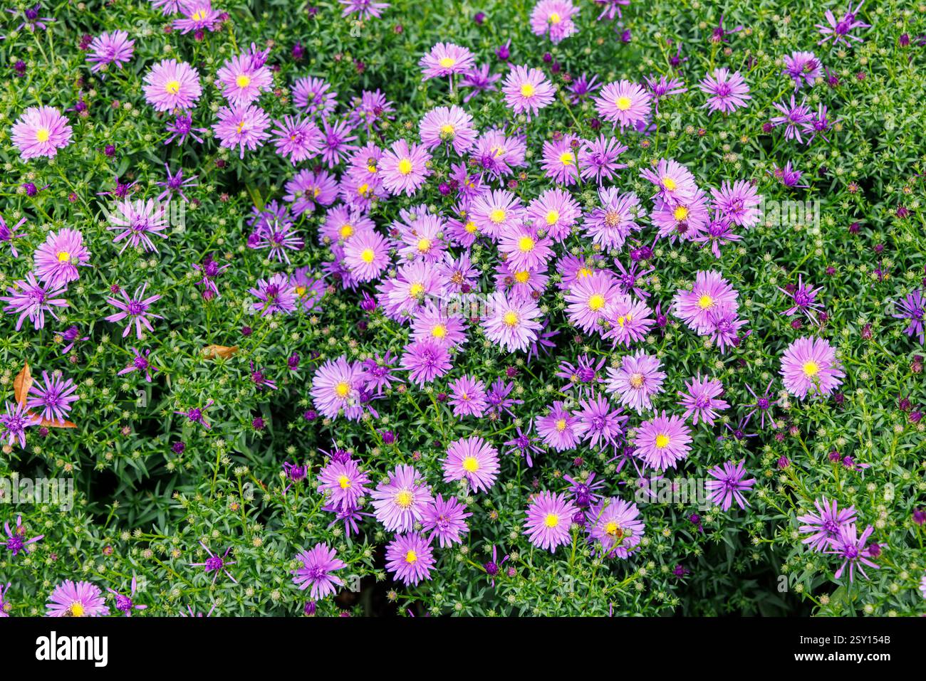 Purple asters fleur de jardin Banque D'Images