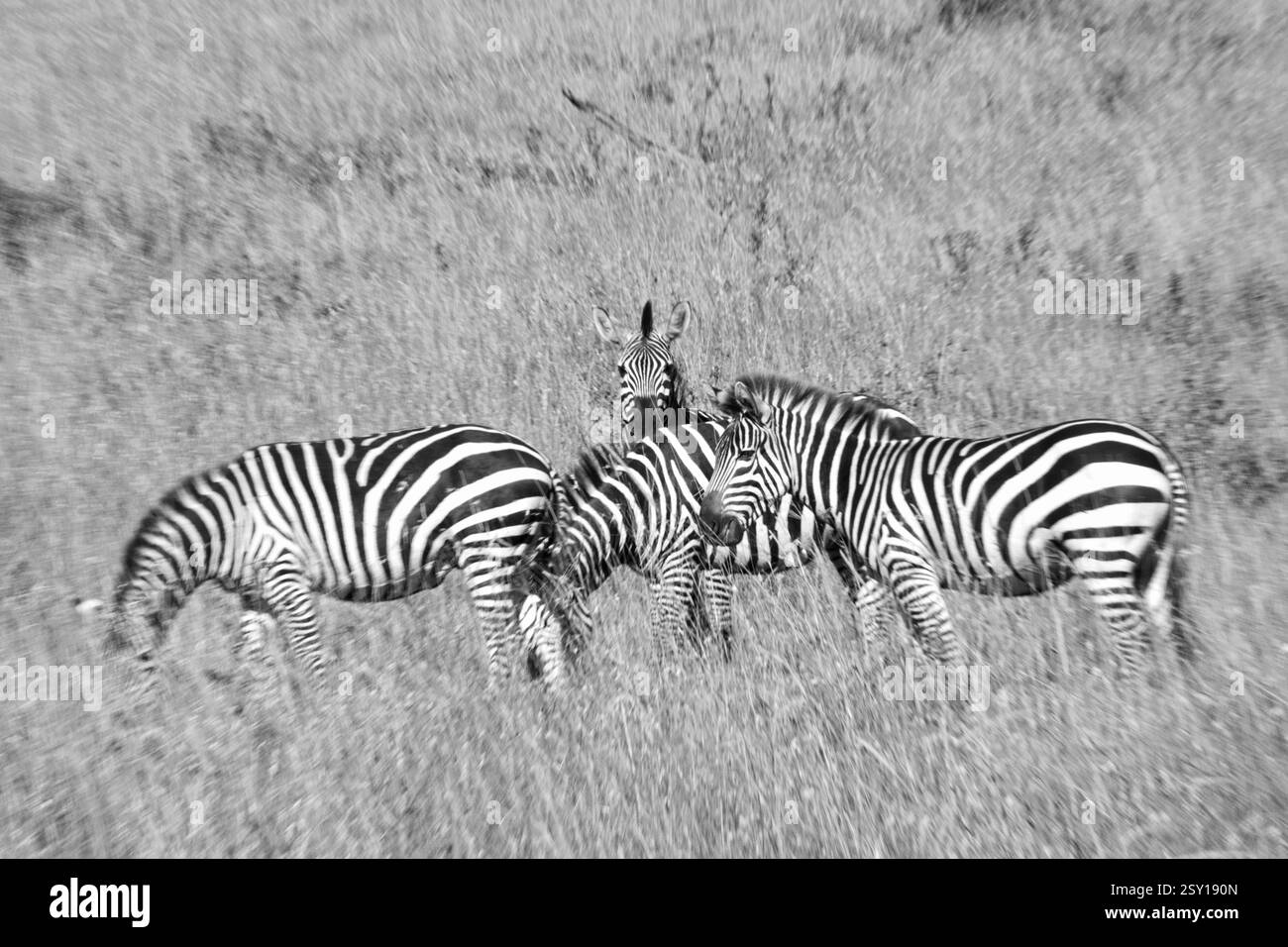 Zèbres, parc national du serengeti, tanzanie Banque D'Images