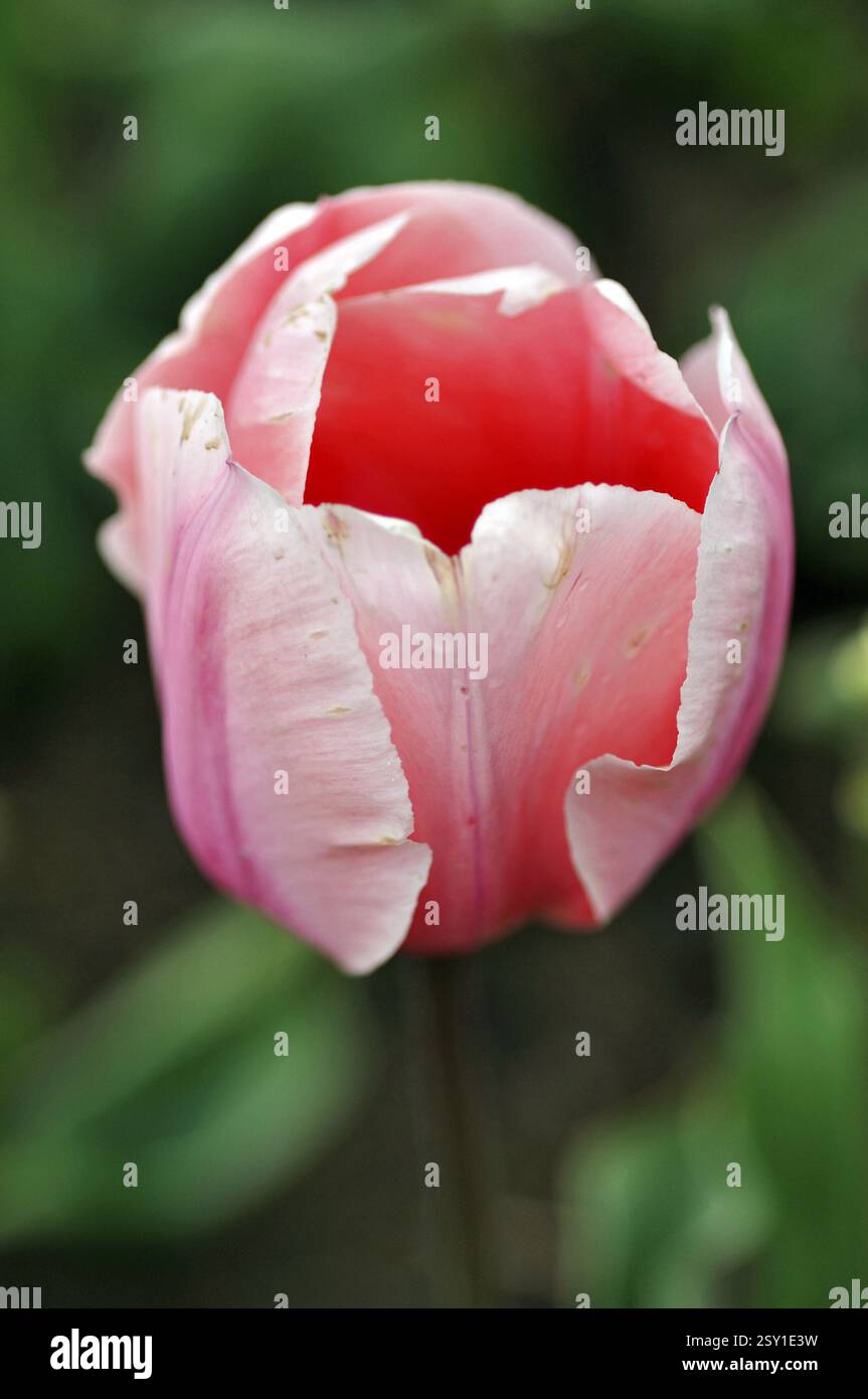 Indira gandhi mémorial jardin de tulipes Srinagar Kashmir Inde Asie Banque D'Images