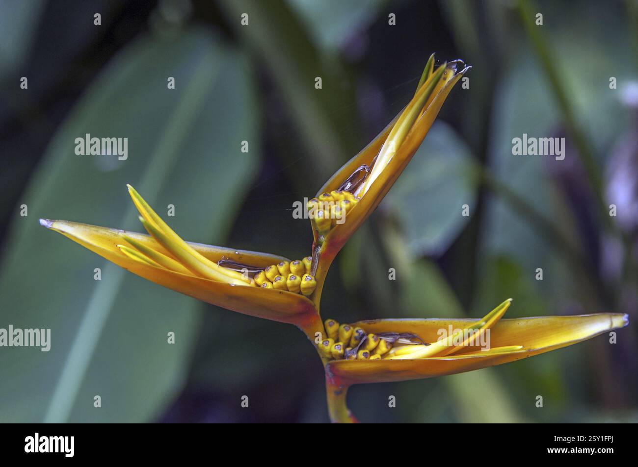 Oiseau du Paradis plante, Kerala, Inde, Asie Banque D'Images