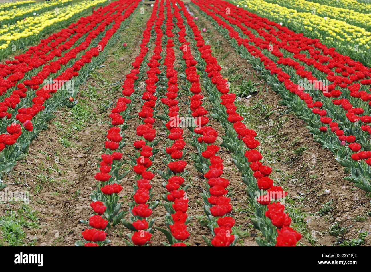 Indira Gandhi Memorial Tulip Gardens srinagar, Jammu-et-Cachemire Inde Asie Banque D'Images