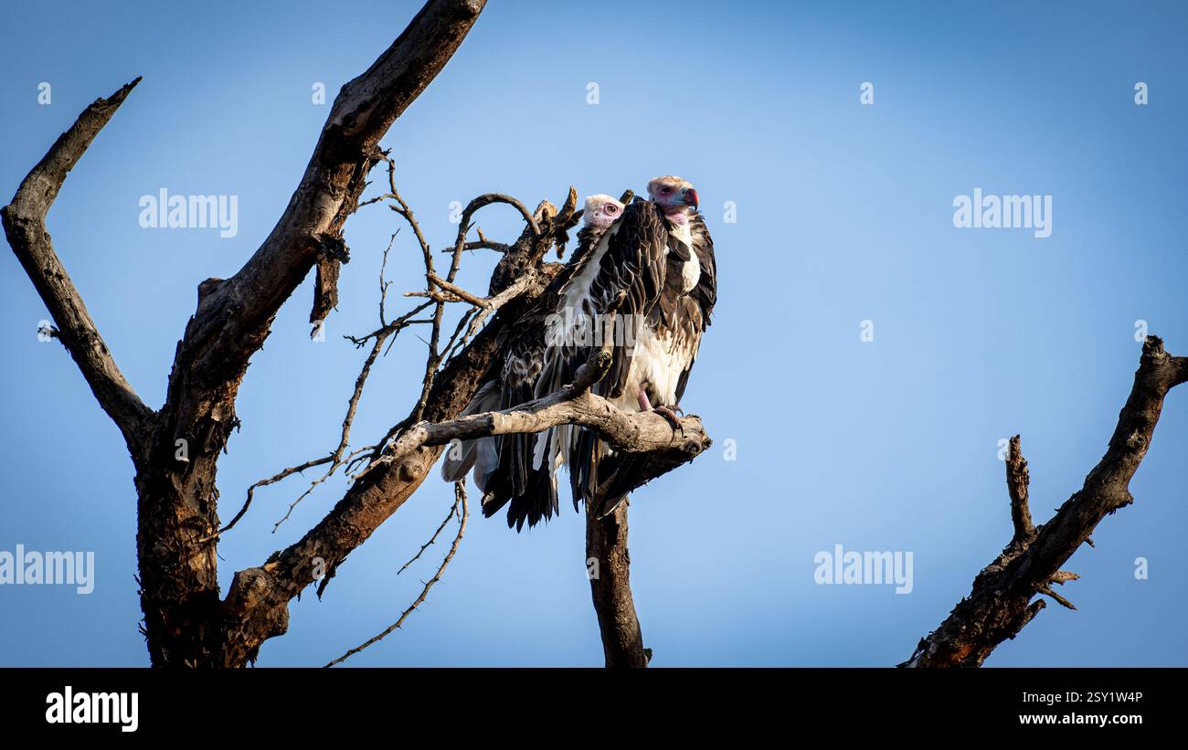Les vautours nichés sont perchés confortablement sur les branches contre un beau ciel bleu au-dessus Banque D'Images