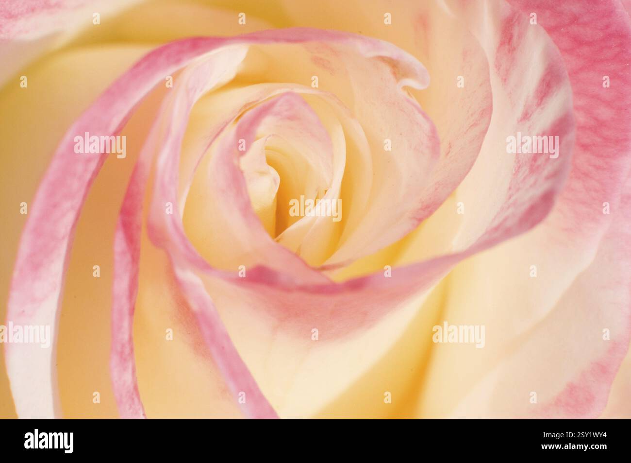 Pétales de fleur rose Pune Maharashtra Inde Asie jan 2012 Banque D'Images