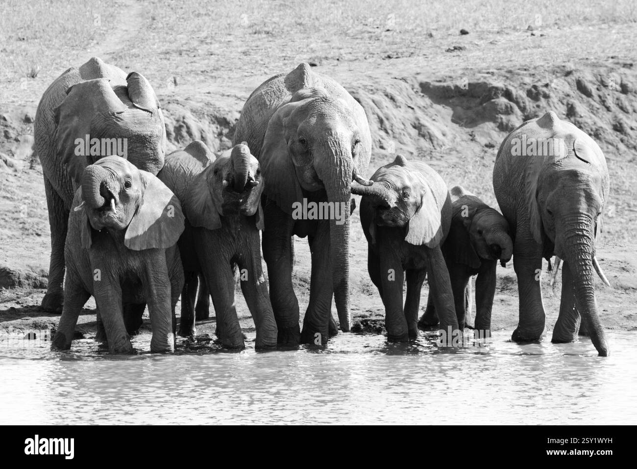 Troupeau d'éléphants, parc national de tsavo, kenya Banque D'Images
