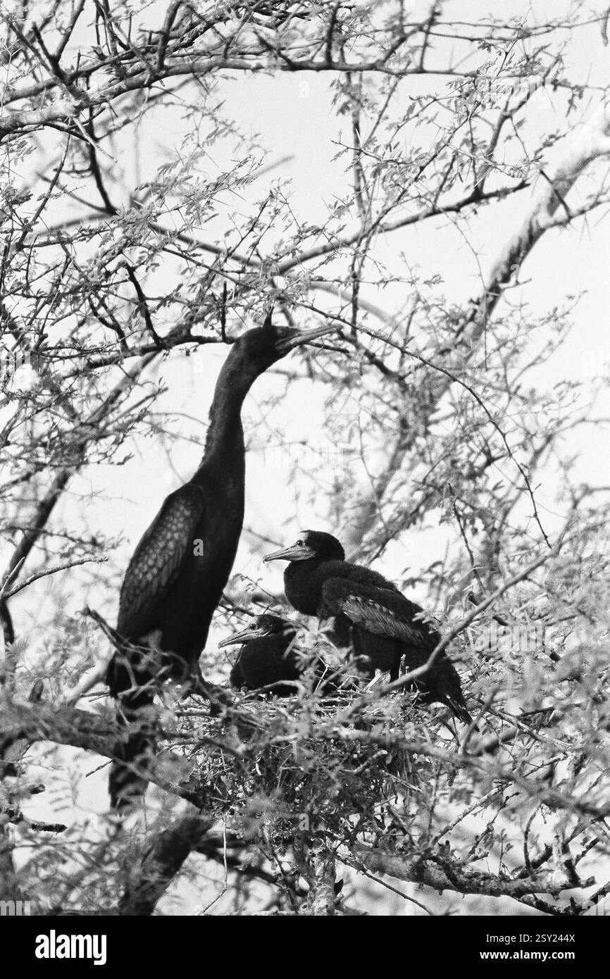 Famille d'oiseaux dans le nid Keoladeo sanctuaire d'oiseaux Bharatpur Rajasthan Inde Asie 1982 Banque D'Images