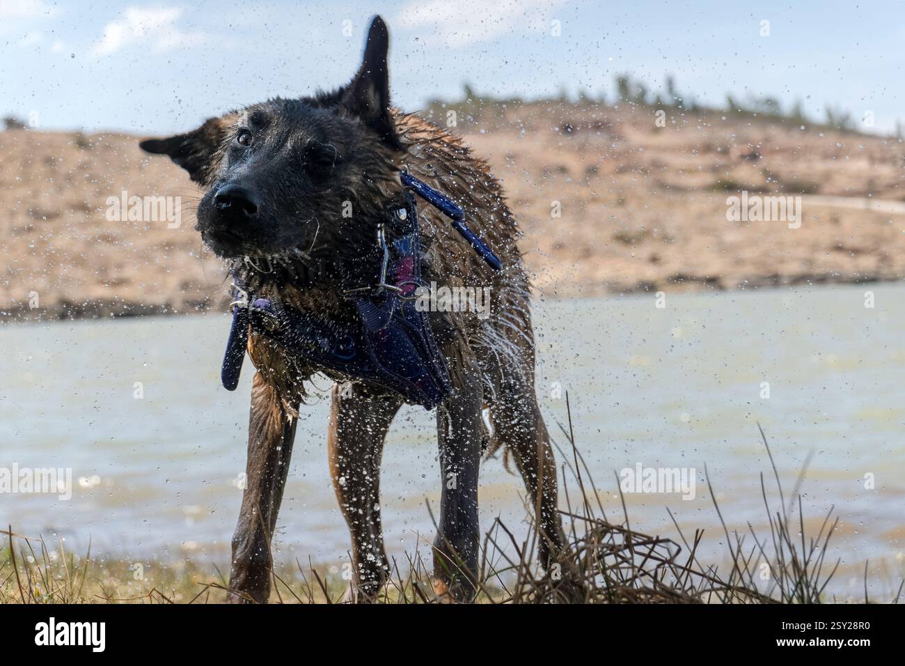 Capture vivante d'un jeune berger belge secouant l'eau, des gouttelettes scintillant au soleil au bord d'un lac serein. Parfait pour les thèmes de la nature, vi Banque D'Images