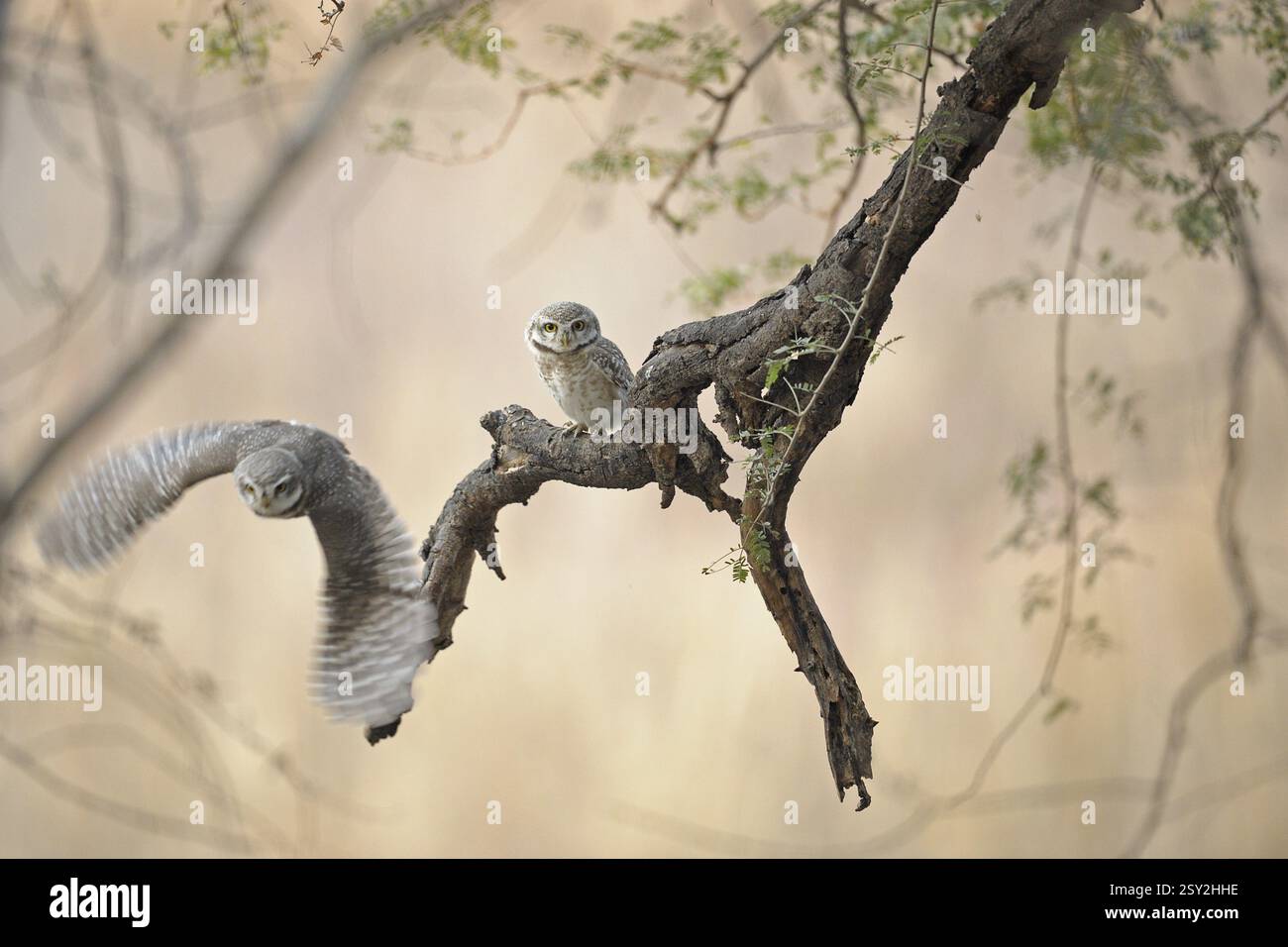 Tacheté Owlet Athene brama en vol bas dans la réserve de tigres de Ranthambore, Inde, Asie Banque D'Images