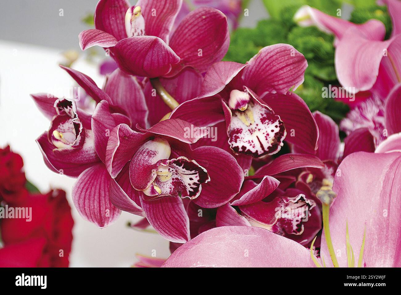 Slipper orchid, Inde, Asie Banque D'Images