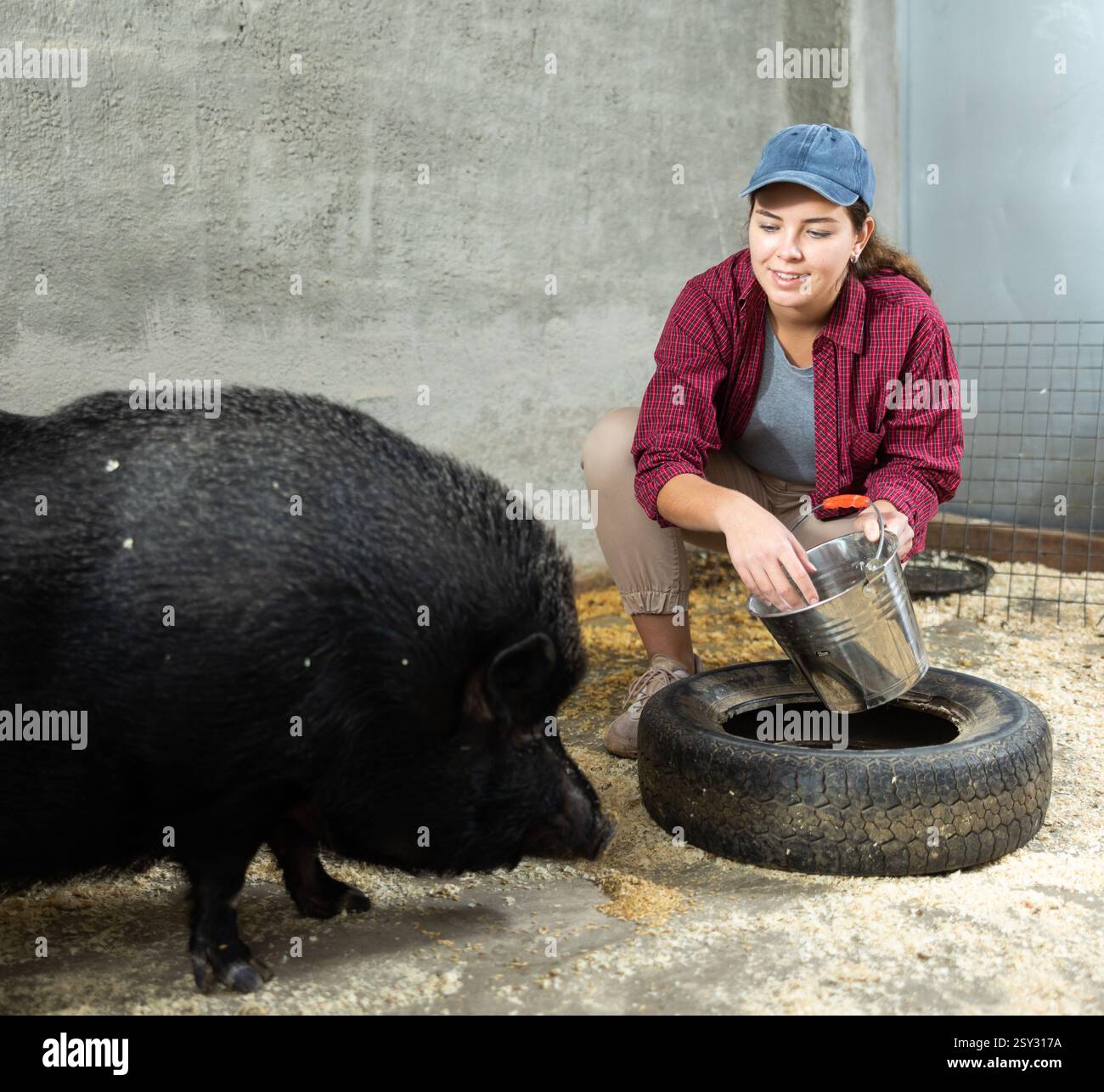 Agricultrice nourrissant le porc ibérique noir dans les enclos à la ferme d'élevage Banque D'Images
