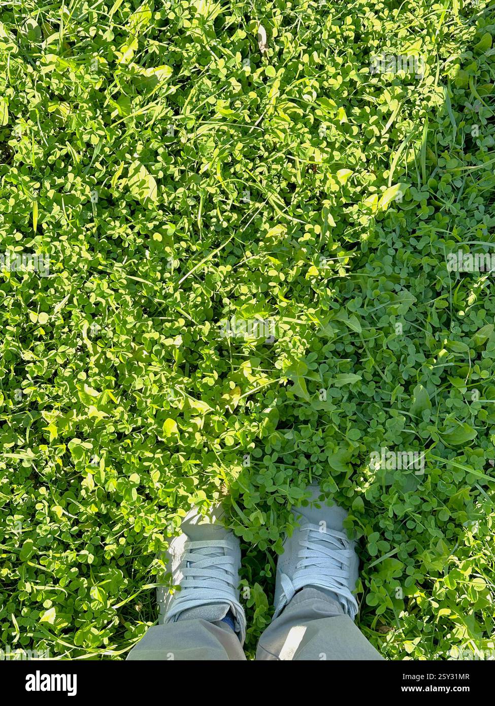 Vue de dessus, pieds en baskets coulant dans le champ d'herbe avec beaucoup de feuilles de trèfle. Trèfle à trois feuilles. Symbole de l'Irlande. Nature au printemps et en été Banque D'Images